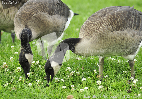 Image of Feeding Family 