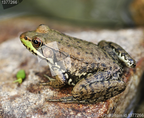 Image of frog