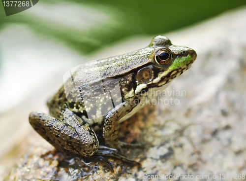 Image of frog