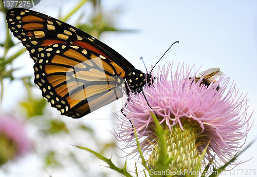 Image of Monarch Butterfly