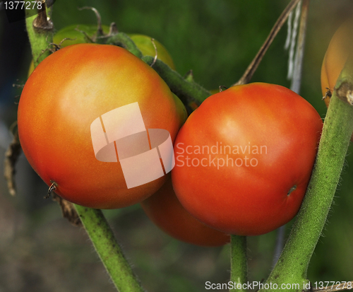 Image of tomatoes