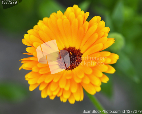 Image of calendula 
