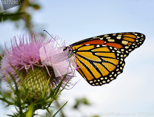 Image of Monarch Butterfly