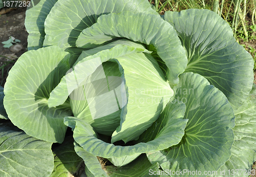 Image of  cabbage head 