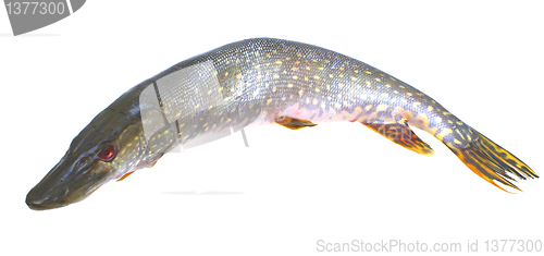 Image of Pike fish.