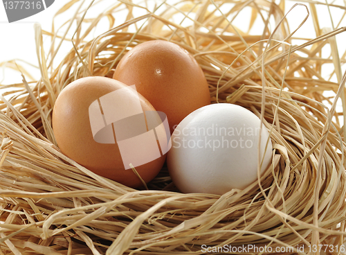 Image of eggs