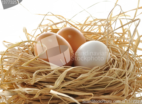 Image of eggs
