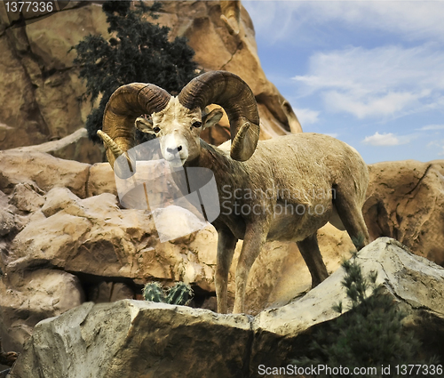 Image of Desert Bighorn Sheep 