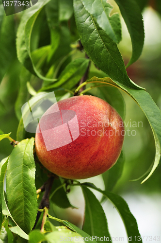 Image of peach