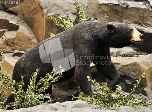 Image of Black bear