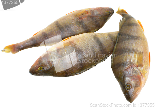 Image of Perch.