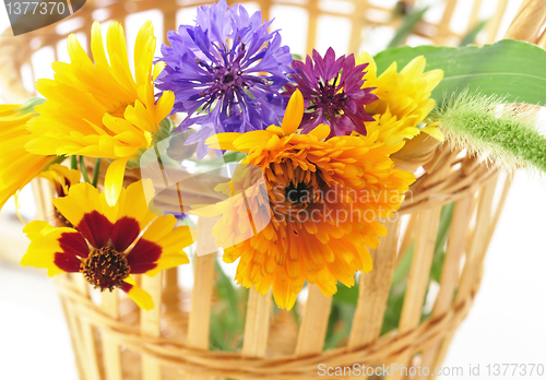 Image of summer flowers