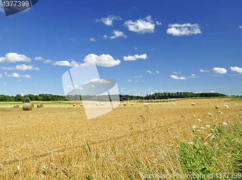 Image of country summer landscape 