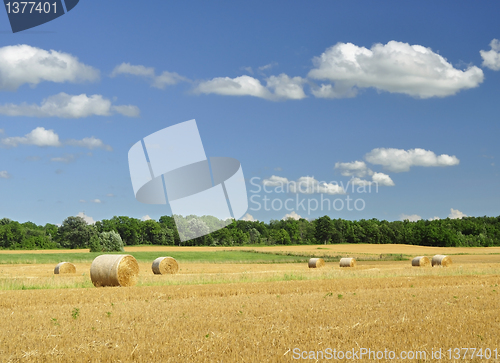 Image of country summer landscape