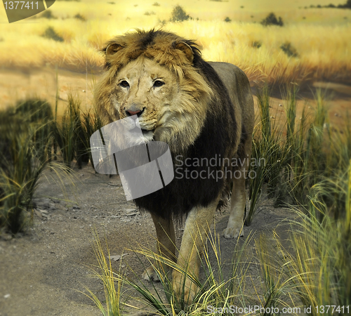 Image of stuffed lion 