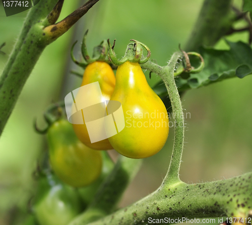 Image of yellow tomatoes 
