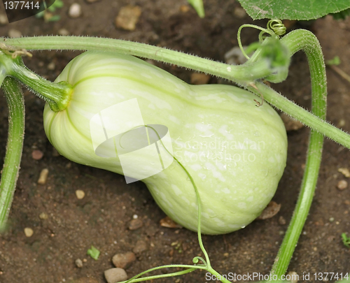 Image of summer squash 