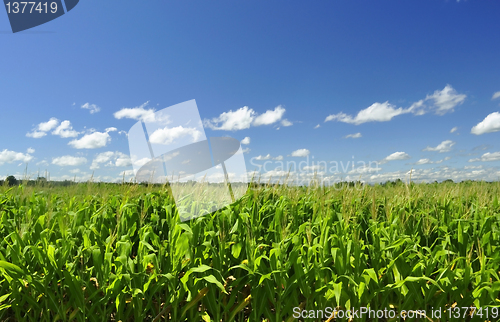 Image of corn field