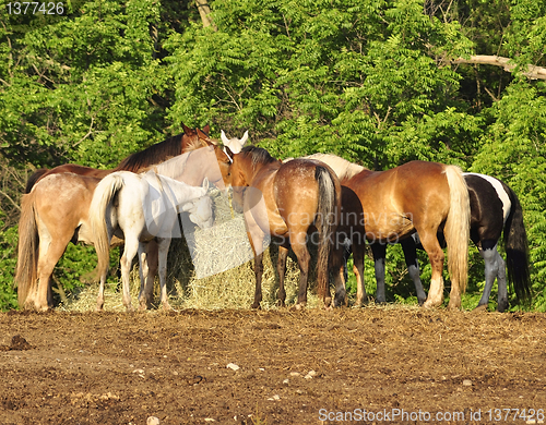 Image of horses feeding on a farm