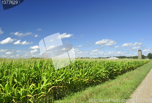 Image of corn field