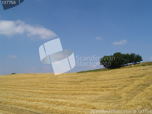 Image of harvest summer