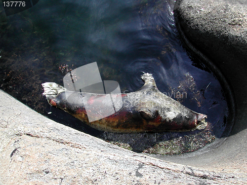 Image of Dead seal
