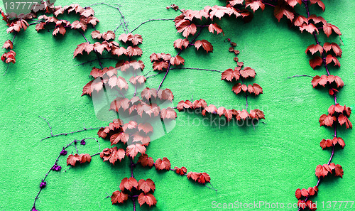 Image of Vine growing on a green wall