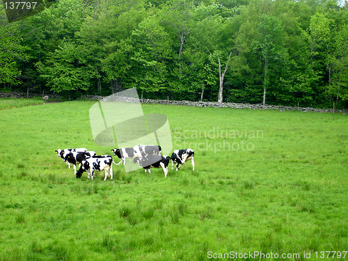 Image of cows 2