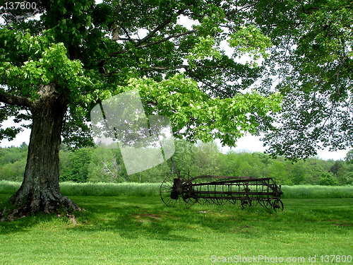 Image of grass