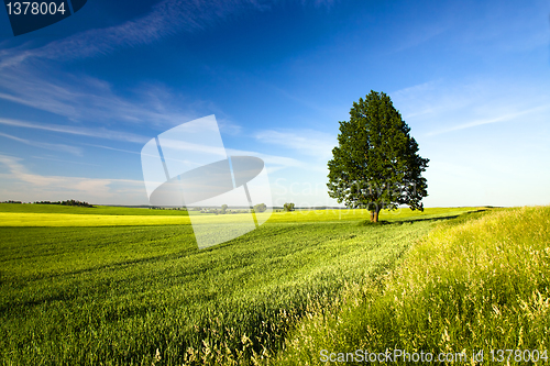 Image of tree in the agricultural field 