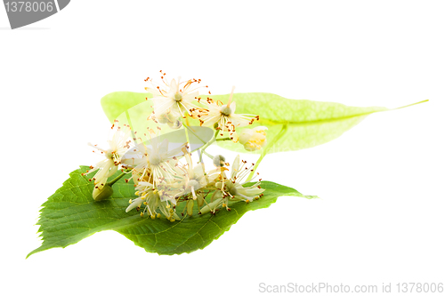 Image of linden flower