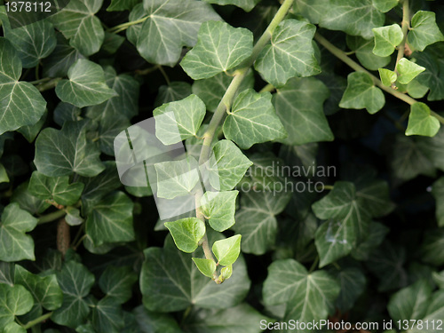 Image of Ivy picture