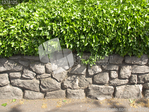 Image of Ivy picture