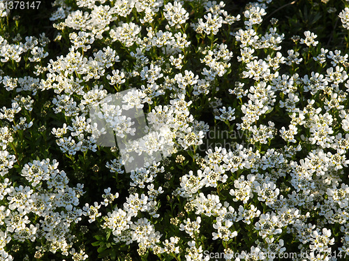 Image of Lilium flowers