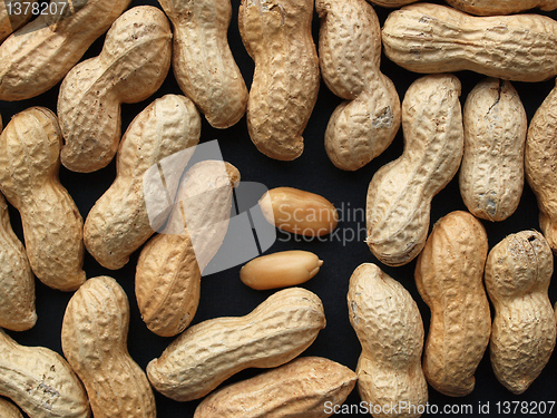 Image of Peanut picture