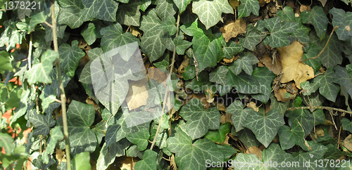 Image of Ivy picture