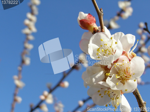 Image of Fruit tree flowers