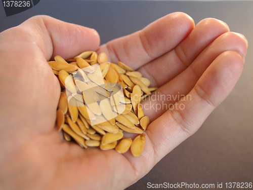 Image of Melon seeds