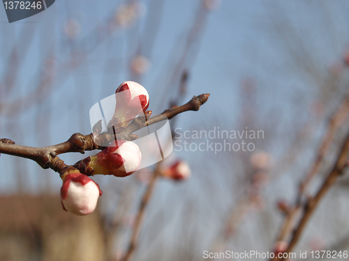 Image of Peach tree flower