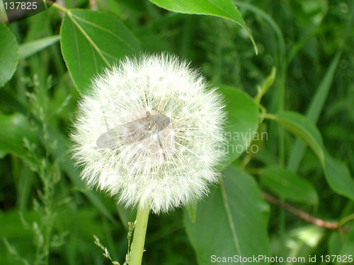 Image of dandelion