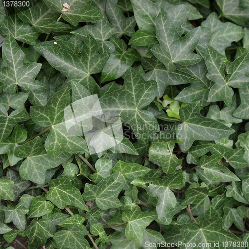 Image of Ivy picture