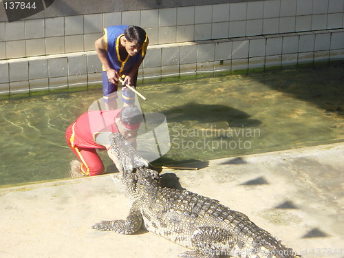 Image of Crocodile Show