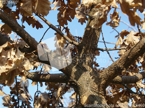 Image of Oak tree