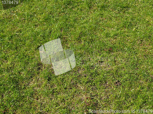 Image of Grass meadow