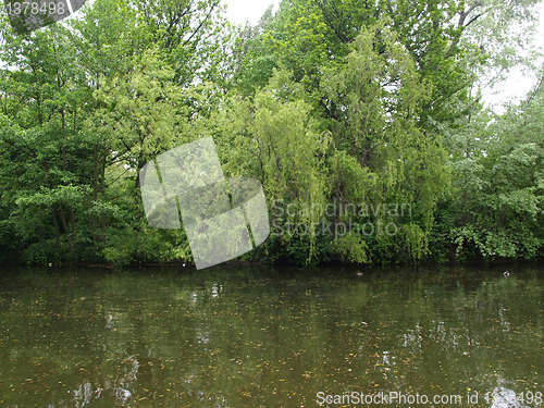 Image of Weeping Willow