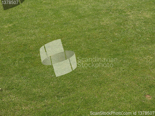 Image of Grass meadow
