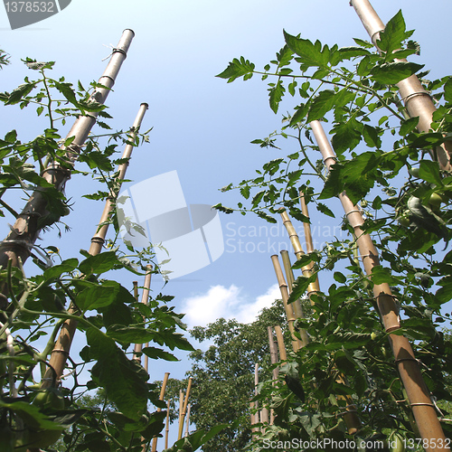 Image of Tomato plants