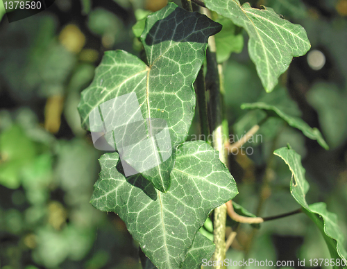 Image of Ivy picture