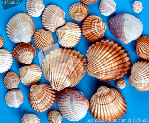 Image of Shells picture