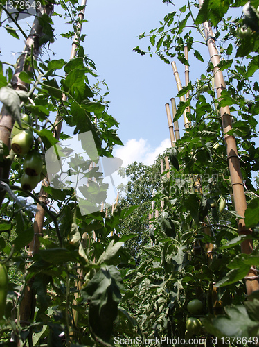 Image of Tomato plants